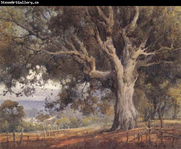 unknow artist Oak Tree